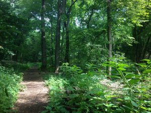 Forest Path